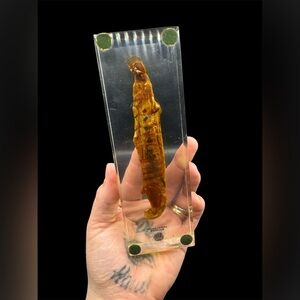 Vintage Turtox Clear Acrylic Resin Spiral Valve Squalus Medical Scientific